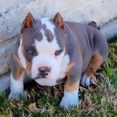 a brown and white pitbull puppy sitting in the grass next to a stone wall