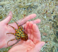 a person holding a small animal in their hand with water droplets on the ground behind them