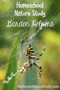 a close up of a spider on a web with the words homeschool nature study