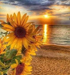 the sunflowers are blooming on the beach at sunset