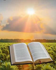 an open book sitting on top of a field of sunflowers