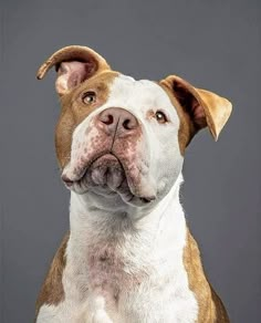 a brown and white dog with his tongue out looking at the camera on a gray background