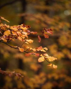 a branch with yellow and red leaves in front of some green, leafy trees