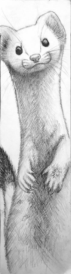 a pencil drawing of a ferret