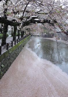 a river running through a park next to a lush green tree filled with pink flowers