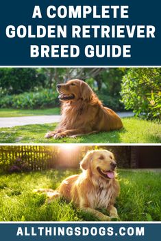 the complete golden retriever breed guide