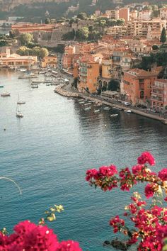 boats are docked in the water next to some buildings and pink flowers on the shore