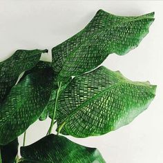 a large green leafy plant on a white background