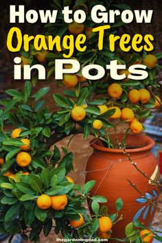 an orange tree with the words how to grow orange trees in pots