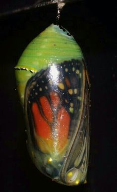 a close up of a butterfly's wing and body with water running down it