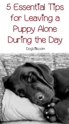 Leaving a puppy alone during the day requires a little planning, but it can be done. Check out our must-know tips to make it a success! Shiba Inu Puppy Training Tips, Taking Care Of Puppy, Puppy Training Hacks, Best Dog Training Tips, Prepping For A Puppy, Things You Need For A Small Dog, Labrador Retriever Training Tips, New Puppy Hacks, Puppy 101 Tips