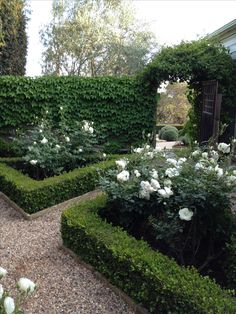 a garden with white flowers and hedges