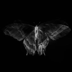 a black and white photo of a moth on a dark background with the wings open