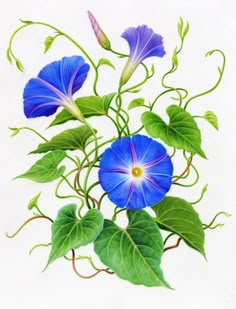 blue flowers with green leaves on a white background