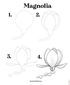 how to draw a flower for beginners with step by step instructions, including the outlines