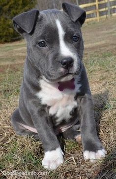 a gray and white pitbull puppy sitting in the grass