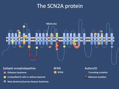 SCN2A – this is what you need to know in 2015 Cerebellar Ataxia, Absence Seizures, Dravet Syndrome, Shape Shifter, Developmental Delays, Genetic Testing, Neurological Disorders, Genetic, Migraine