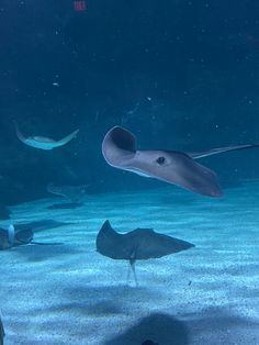 an aquarium with fish and other marine life in the water, including stingfishs