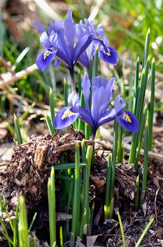 some blue flowers are growing out of the ground