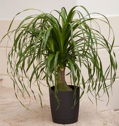 a potted plant sitting on top of a tile floor next to a white wall