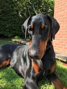 a large black and brown dog laying on top of grass next to a brick wall