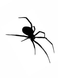 a black spider silhouetted against a white background