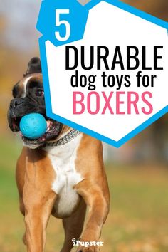 a brown and white dog holding a blue ball in it's mouth with the words, 5 durable dog toys for boxers