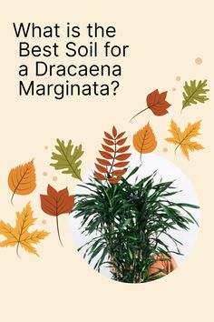 a potted plant with leaves on it and the words what is the best soil for a dracaena marginala?