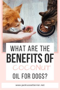 two dogs and a cat eating out of their bowls with the words what are the benefits of coconut oil for dogs?