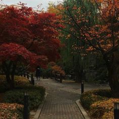 the walkway is surrounded by trees with red leaves