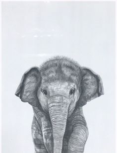 a pencil drawing of an elephant standing in front of a white background and looking at the camera