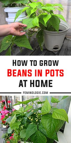 how to grow beans in pots at home