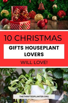 christmas gifts for the houseplant lover