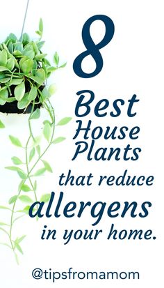 8 Best House Plants That Reduce Allergens In Your Home - Tips from a Typical Mom Plants That Filter Indoor Air, Best Home Plants For Your Health, Edible House Plants, Indoor Plants Air Purifying, Best Plants For Inside The House, House Plants Decor Bedroom, Air Cleaning House Plants, Indoor Plants Ideas Decor, Hanging Plant Indoor