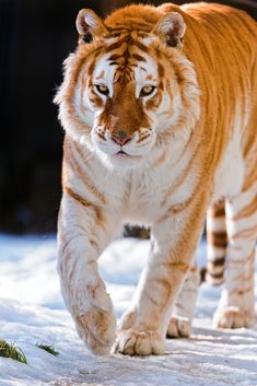 a close up of a tiger walking in the snow