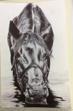 a pencil drawing of a horse's head