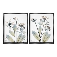 two framed pictures with flowers and leaves on the same wall, one in black and white