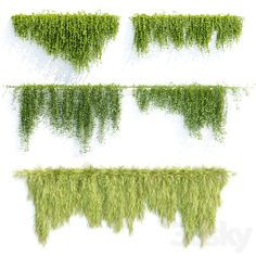 four different types of plants growing on the side of each other, including grass and water