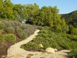 a stone path in the middle of a field with trees and bushes on both sides