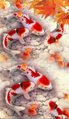 four koi fish are swimming in the water with autumn leaves on the rocks and behind them is an orange maple leaf