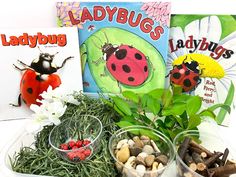 the ladybug book is sitting next to two plastic bowls filled with plants and rocks