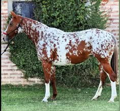 a brown and white horse standing in front of a brick building with ivy growing on it's side