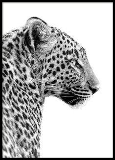 a black and white photo of a leopard