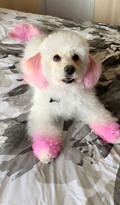 a small white dog with pink paws sitting on a bed and looking at the camera