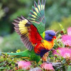 a colorful bird with its wings spread out