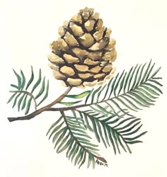 a pine cone sitting on top of a tree branch next to a green leafy branch