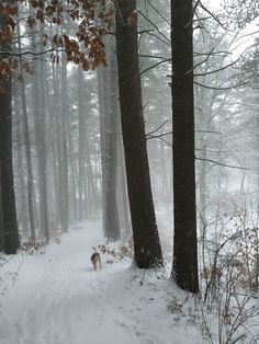 a dog that is walking in the snow