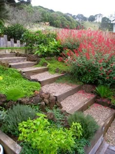 a garden with lots of plants and flowers on the side of it's steps