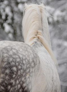 a white and gray horse standing next to snow covered trees in the background, looking up at it's rear end