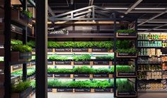 an indoor garden store with shelves full of plants and vegetables, including lettuce